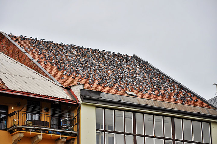 A2B Pest Control are able to install spikes to deter birds from roofs in Rowley Regis. 