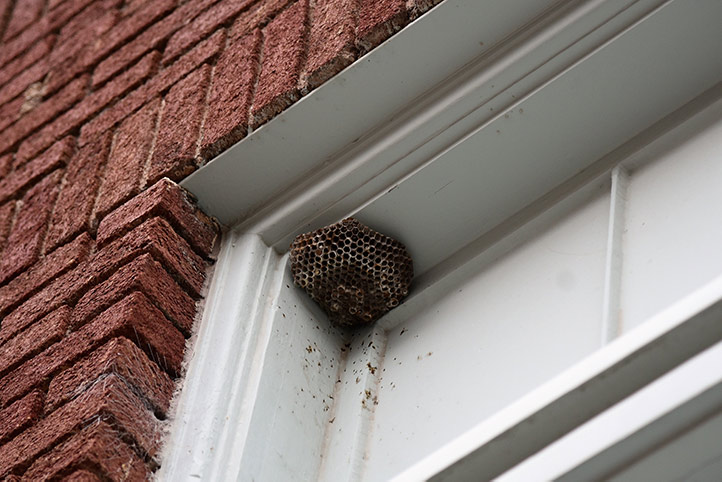 We provide a wasp nest removal service for domestic and commercial properties in Rowley Regis.